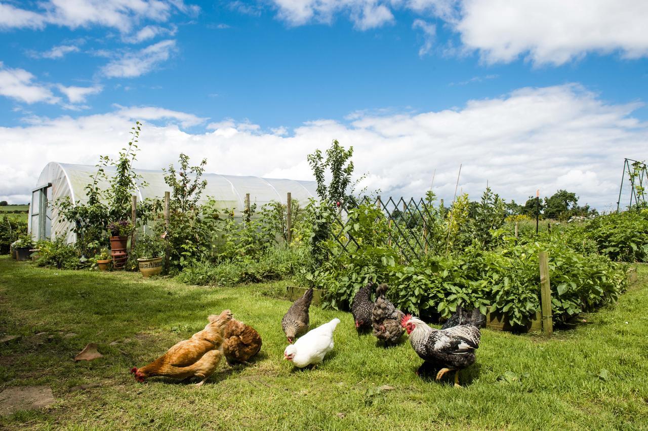 Bed and Breakfast Peartree Hill Dundonald  Экстерьер фото